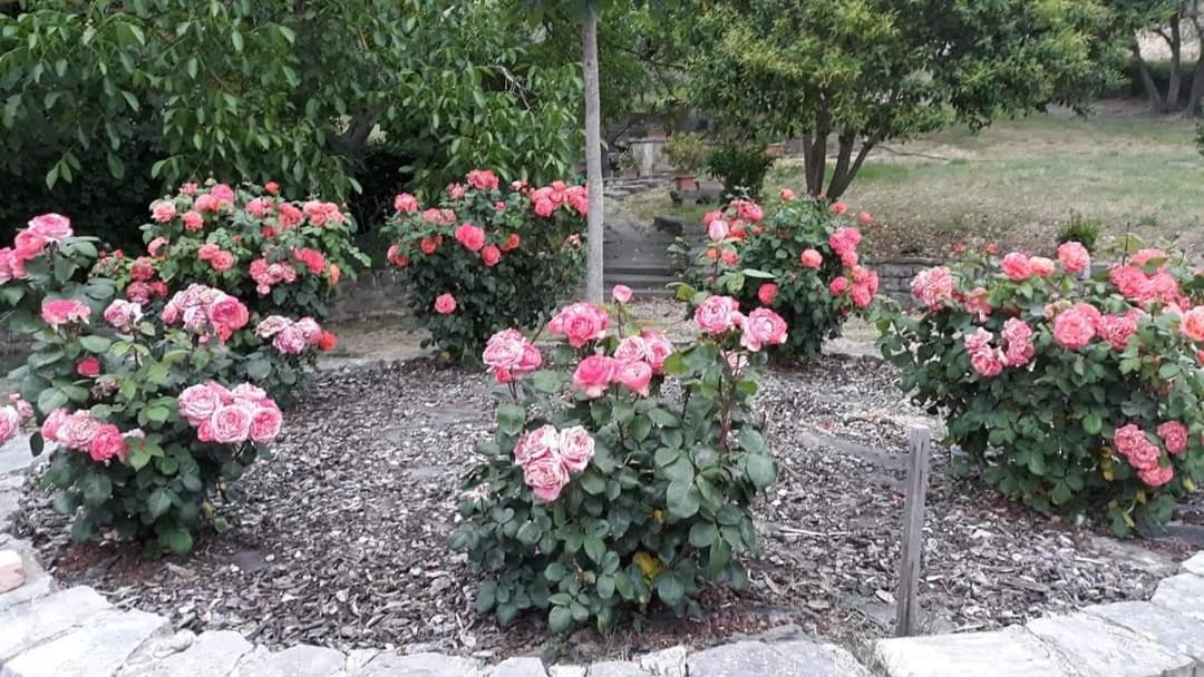 Agriturismo Camera Rosa Τόντι Εξωτερικό φωτογραφία